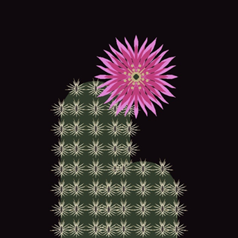 Black lace cactus (E. reichenbachii var. albertii) – endangered 