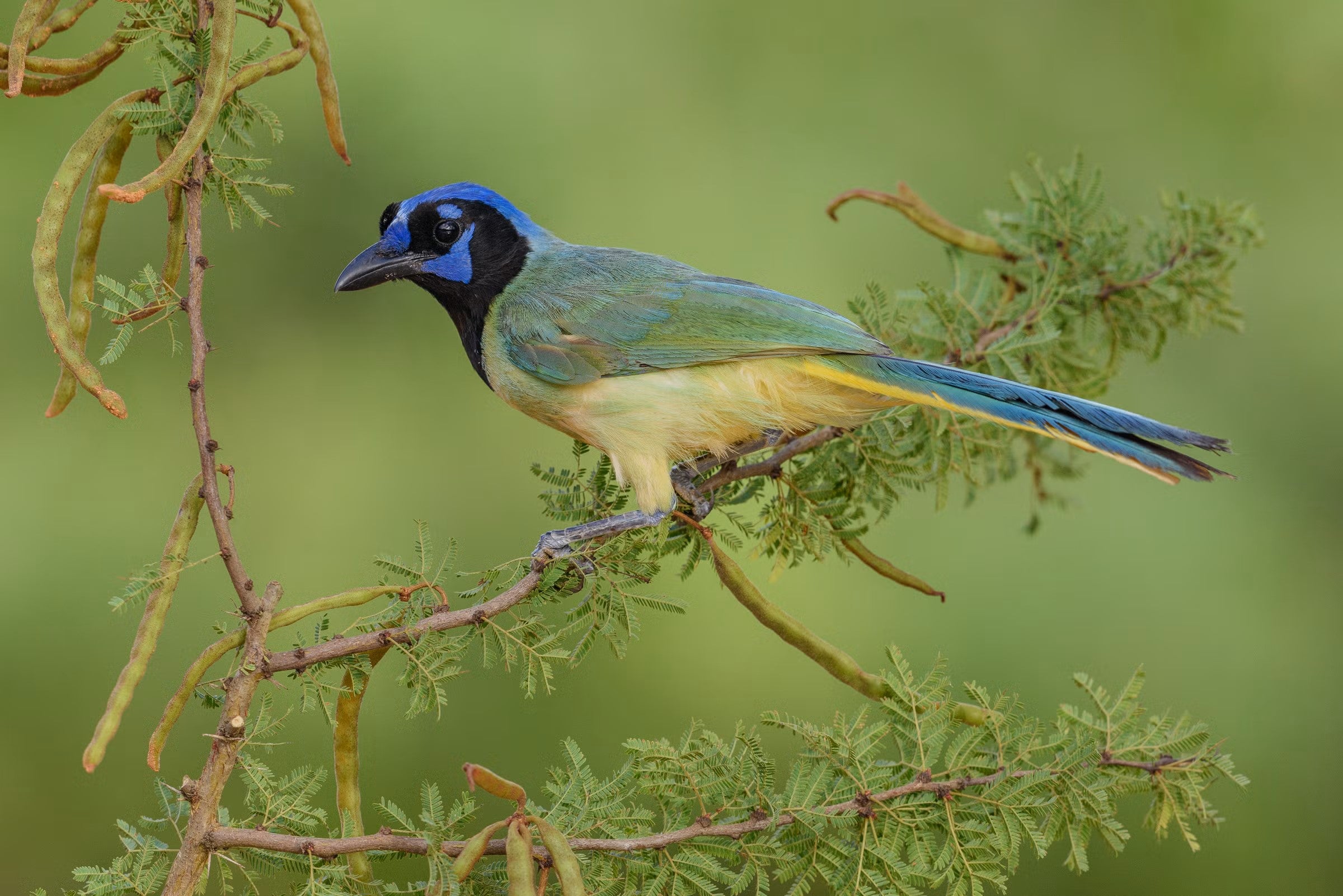A Green Jay perched on a branch of a tree with green leaves and seed pods. The bird has vibrant green plumage on its back, blue on its head, and yellow underparts. The background is blurred, highlighting the bird as the main subject of the image.