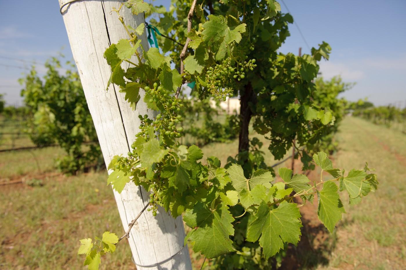 Grapevines