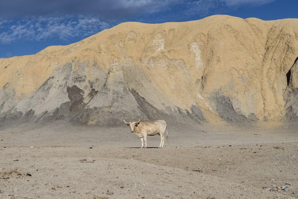 Steer in Big Bend National Park