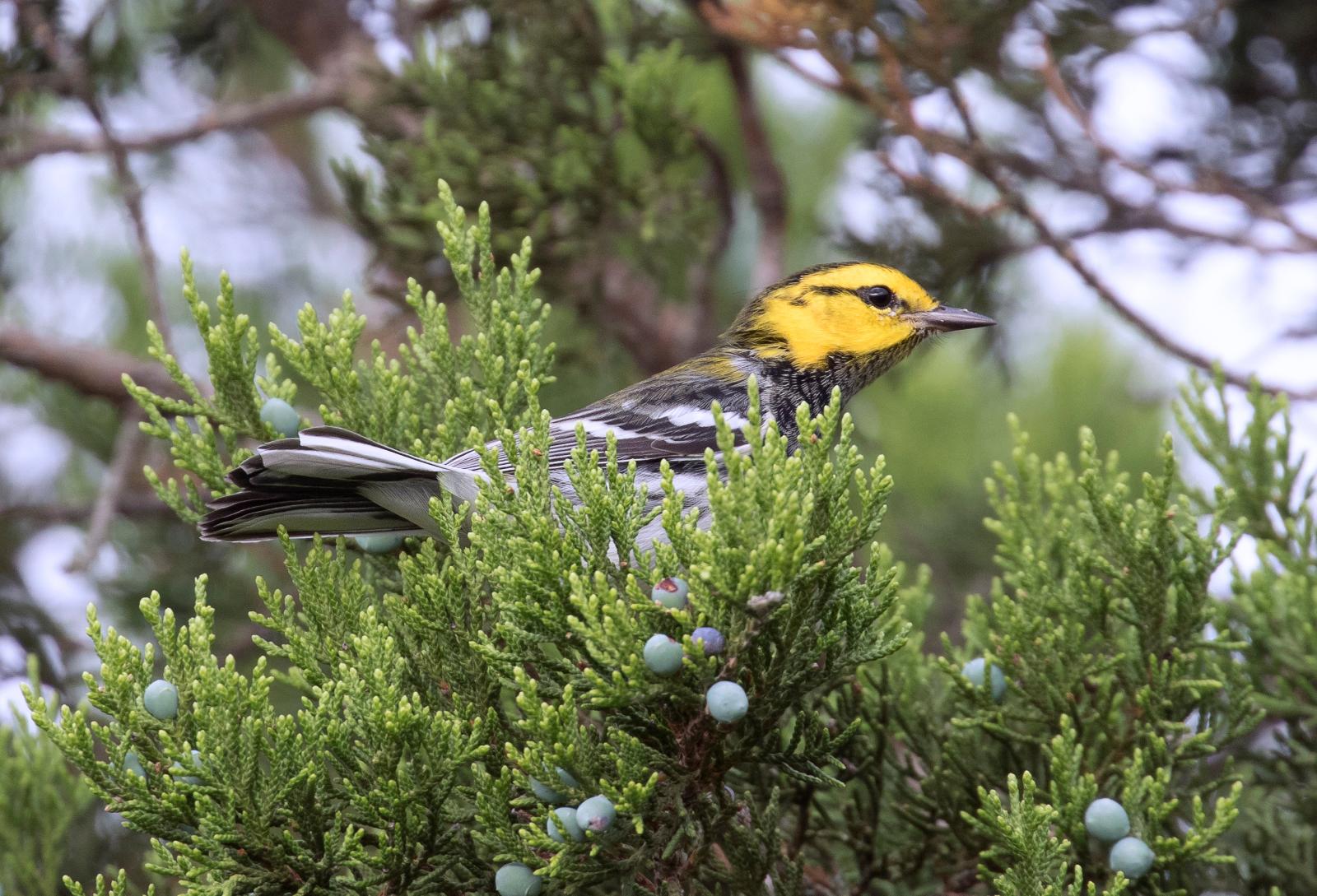 The endangered golden-cheeked warbler, which breeds exclusively in Texas’s oak-juniper woodlands, is one example of how bio-acoustic sensors and AI are helping RISE researchers monitor bird populations.