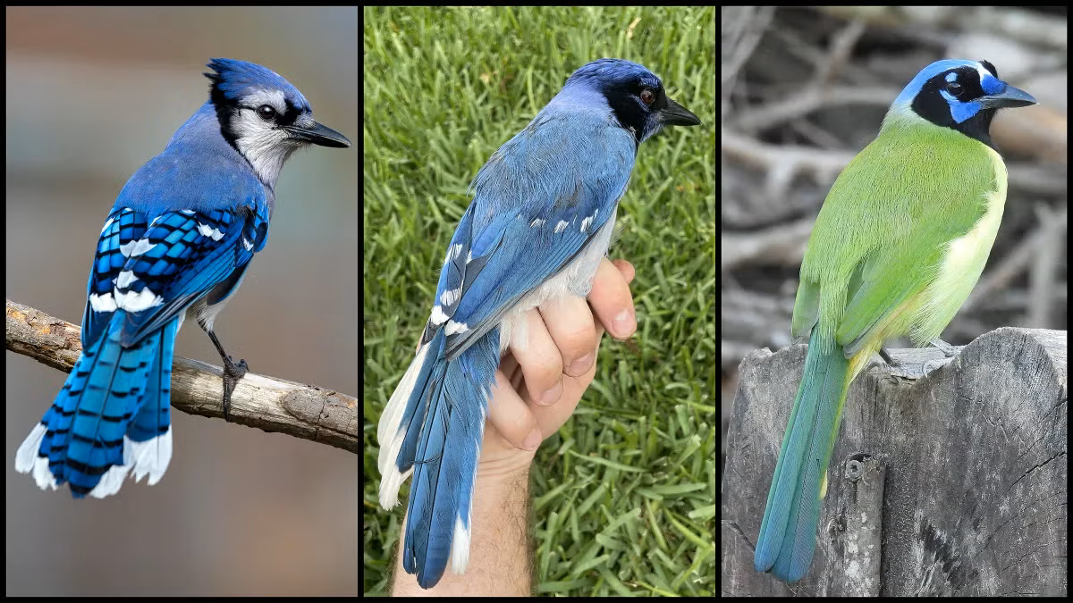 A rare hybrid bird identified in a suburb of San Antonio, Texas (center panel, credit: Brian Stokes) is the result of mating between a male blue jay (left, credit: Travis Maher/Cornell Lab of Ornithology/Macaulay Library) and a female green jay (right, credit: Dan O’Brien/Cornell Lab of Ornithology/Macaulay Library). A male blue jay (left), a female green jay (right) and, between them, a rare hybrid bird identified in a suburb of San Antonio, Texas