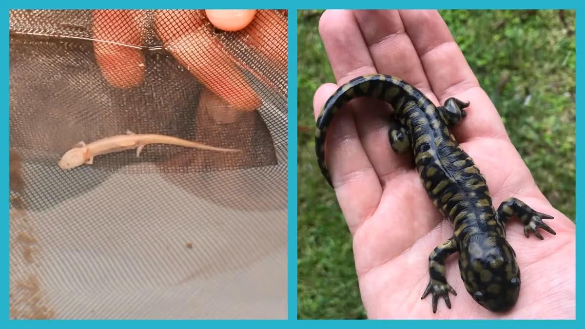 Eureycea salamanders (left, credit: Yaqing Li) and Ambystoma salamanders (right, credit: David Ledesma) feature in two studies from UT.