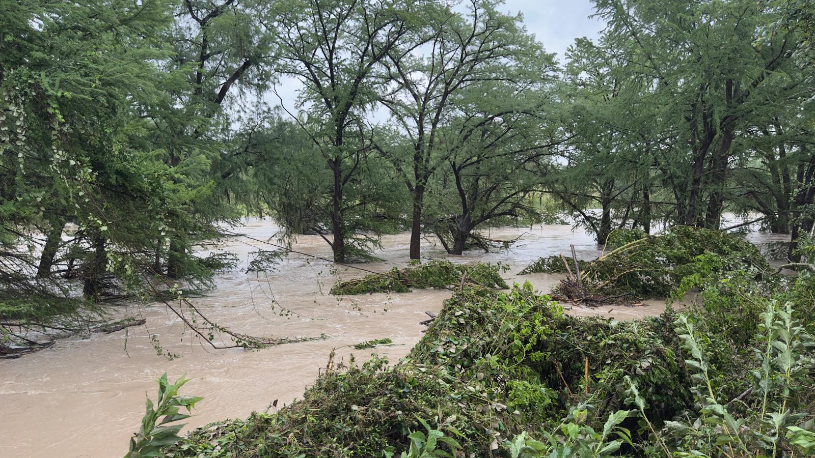 The Guadalupe River in Spring Branch, Texas, after the July 4, 2025 floods. The image is a wide shot of a muddy, rushing river heavily flooding a wooded area, submerging the bases of numerous trees and sweeping through green foliage.