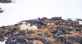 polar bears