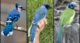 A male blue jay (left), a female green jay (right) and, between them, a rare hybrid bird identified in a suburb of San Antonio, Texas 