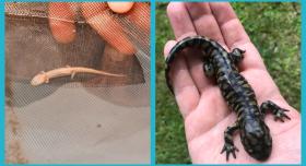 Eureycea salamanders (left, credit: Yaqing Li) and Ambystoma salamanders (right, credit: David Ledesma) feature in two studies from UT.