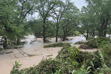 The Guadalupe River in Spring Branch, Texas, after the July 4, 2025 floods. The image is a wide shot of a muddy, rushing river heavily flooding a wooded area, submerging the bases of numerous trees and sweeping through green foliage.